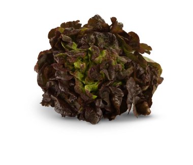 Organik Kırmızı Oakleaf marulu.