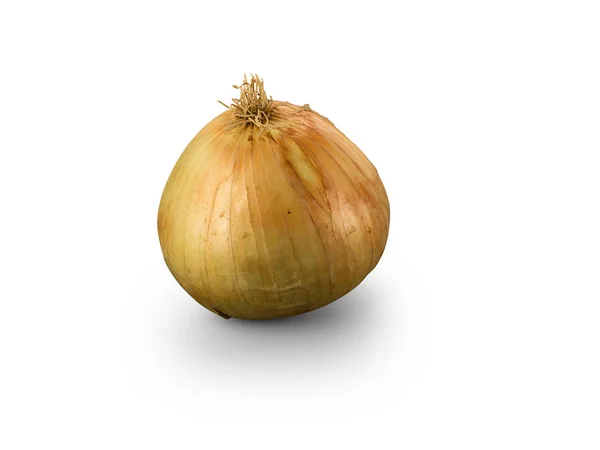Organic Grano de Oro Onion — Stockfoto