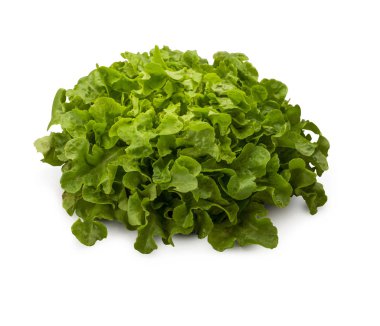 Organik Oakleaf marul