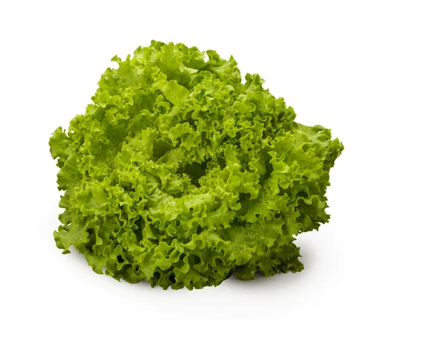 Lechuga verde orgánica Batavia — Foto de Stock