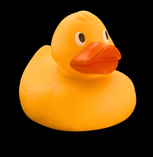 Isolated rubber duck on black background