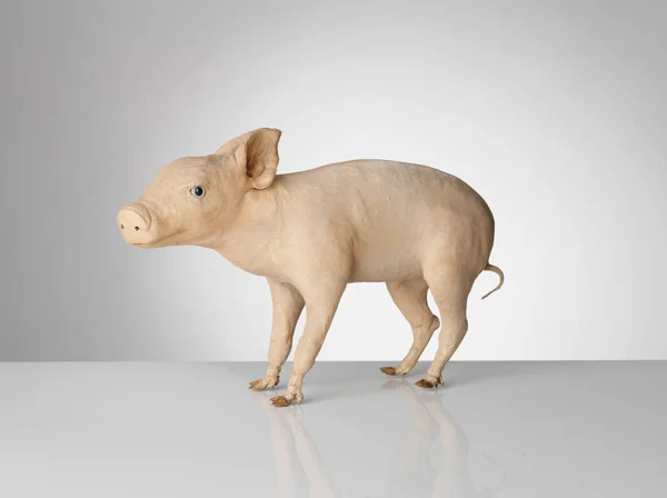 Taxidermy Pig on grey background — Stock Photo, Image