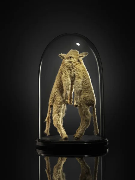 Taxidermia cordeiros siameses no armário de vidro — Fotografia de Stock