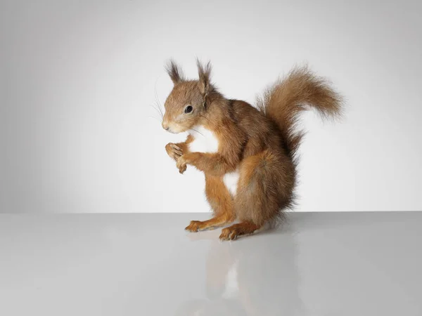 Taxidermy Red Squirrel dengan latar belakang abu-abu Stok Foto