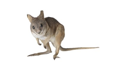 Taxidermy Wallaby isolated  clipart