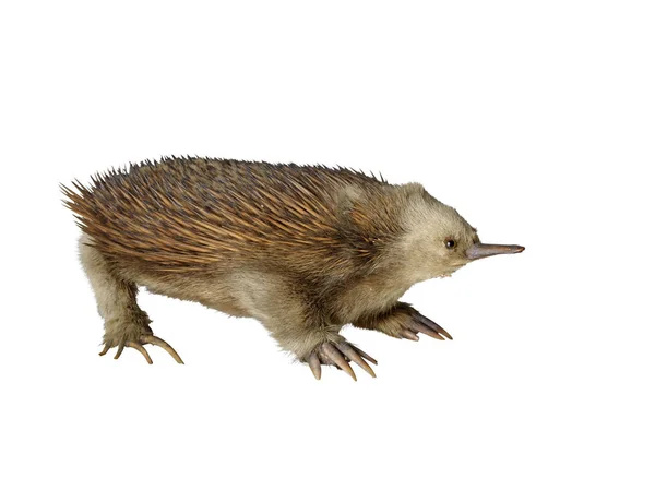 Taxidermie echidna geïsoleerd — Stockfoto