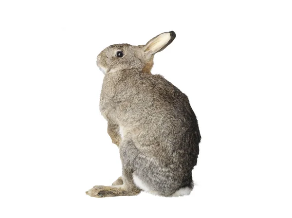 Taxidermia Conejo aislado —  Fotos de Stock