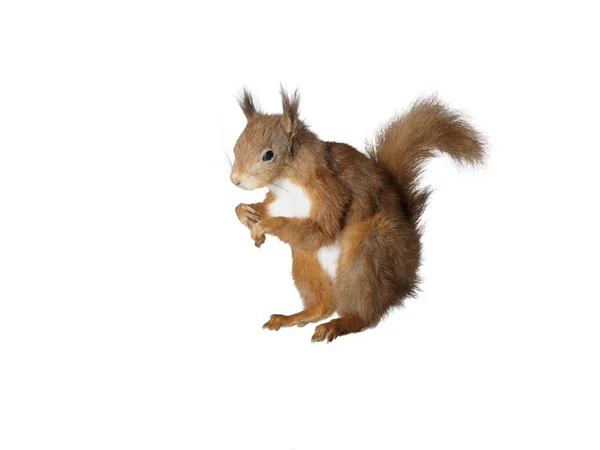 Taxidermie rode eekhoorn op geïsoleerde — Stockfoto