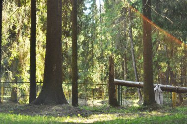 Ormanda gökkuşağı