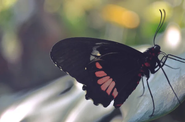 Yaprak üzerinde Kelebek — Stok fotoğraf