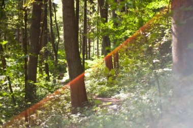 Ormanda gökkuşağı