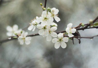 İlkbaharda kiraz çiçekleri