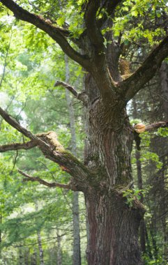 Ormandaki yaşlı meşe ağacı