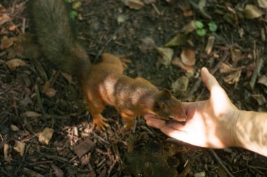 Sincap fındık elinden yemek