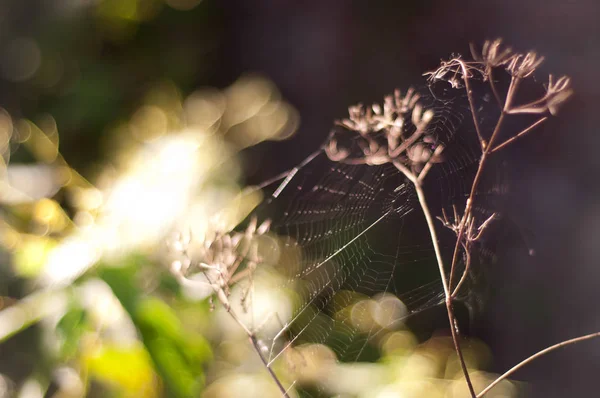 Светящаяся паутина в лесу — стоковое фото