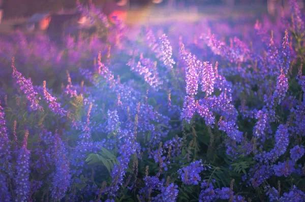 Пурпурное поле на закате — стоковое фото