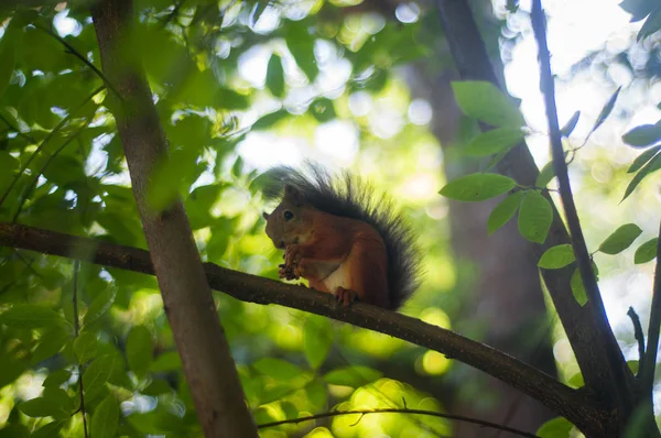 Eichhörnchen frisst Nüsse auf einem Baum — Stockfoto