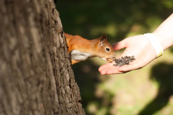 Eichhörnchen frisst Nüsse von Hand — Stockfoto