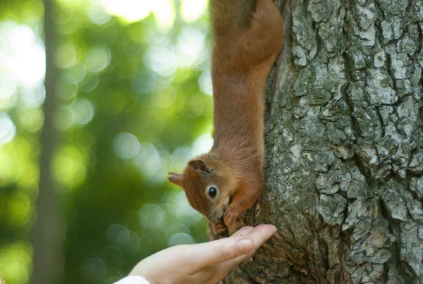 Ekorren äter nötter från hand — Stockfoto