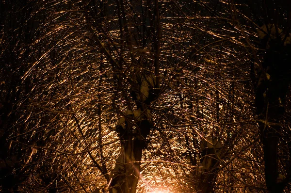 Δέντρα σε πάγο αναμμένα φαναράκια — Φωτογραφία Αρχείου