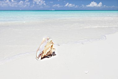 Mavi su deniz kıyısında izole kabuklu 