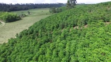 Güney Amerika, Kolombiya 'daki büyük kahve tarlasının hava manzarası. Drone 4K videosu