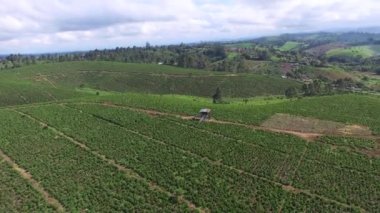 Kahve tarlası olan büyük bir Kolombiya çiftliğinin havadan görünüşü. İHA video 4K. Kolombiya manzarası.