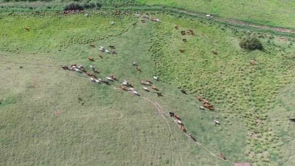 Imágenes Drones Una Manada Vacas Agricultura — Vídeos de Stock
