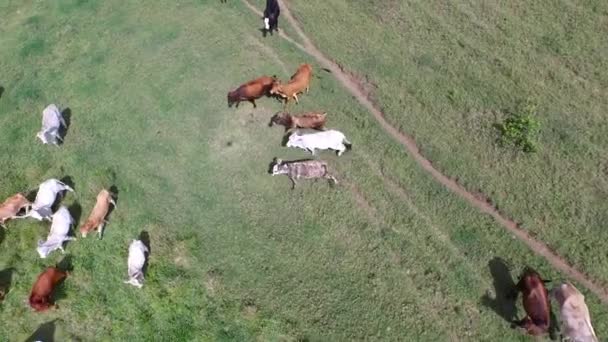 Drone Vliegt Weg Van Koeien Het Weitje Colombiaanse Wilde Natuur — Stockvideo