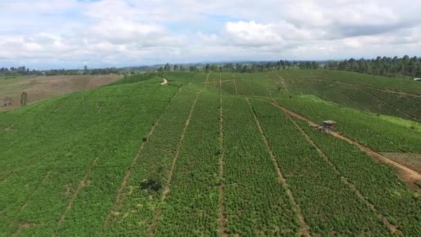 Aerial View Coffee Farm Coffee Plantation Viewed Big Coffee Farm — Stock Video