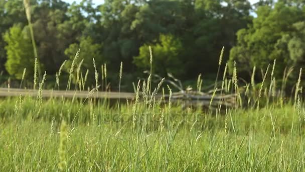 Hohe Halme von grünem Gras Hintergrund Wald Fluss — Stockvideo