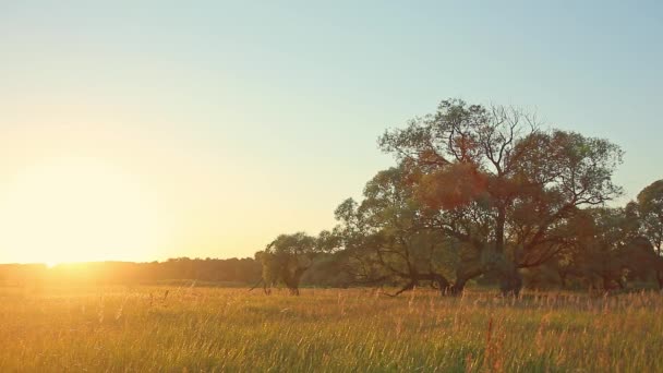 Sunset Tree in Field — Stock Video