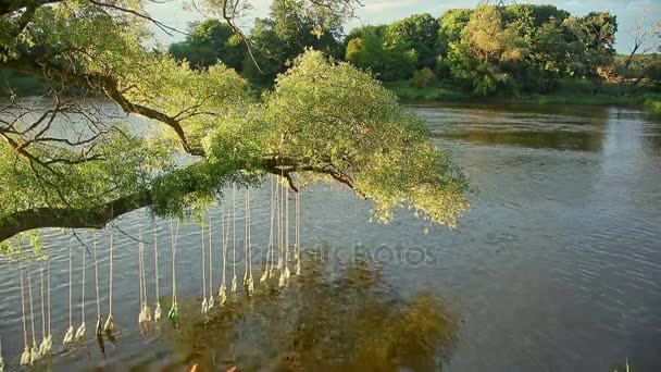 Bouteilles avec des poèmes à l'intérieur de River Water Landart Festival — Video