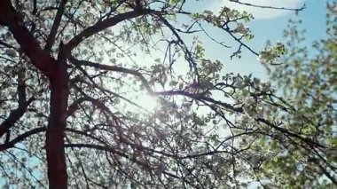 Çiçek açan elma ağacı