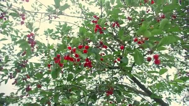 Red and Sweet Cherries on a Branch — Stock Video