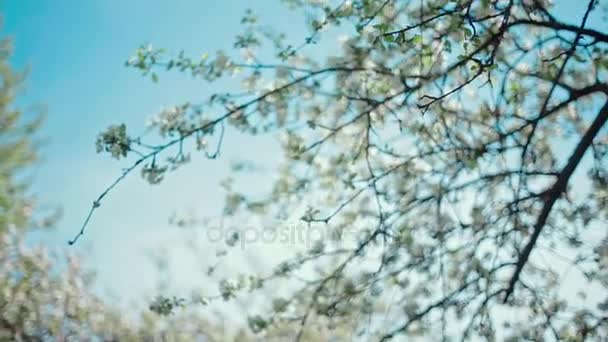 Albero di mele in fiore — Video Stock