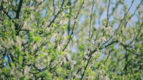 Frühjahrsblühender Baum — Stockvideo