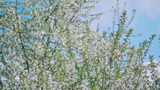 Arbre à fleurs printanières — Video