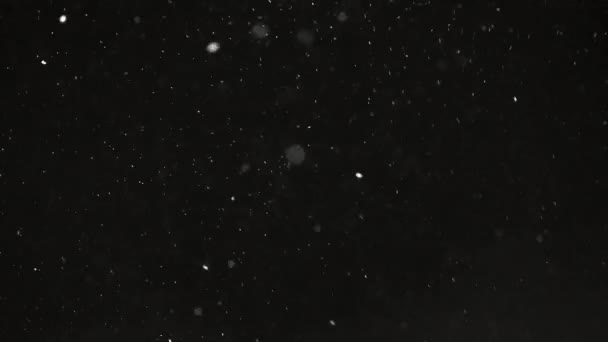 Winter sneeuwval zwarte achtergrond — Stockvideo