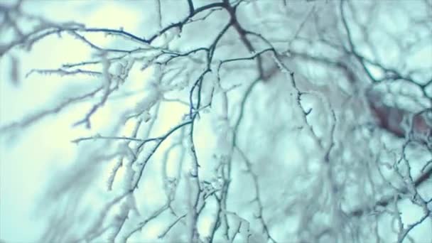 Branches congelées sur fond clair et lumineux — Video