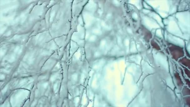 Zmrzlé větve na pozadí jasné světlé oblohy — Stock video