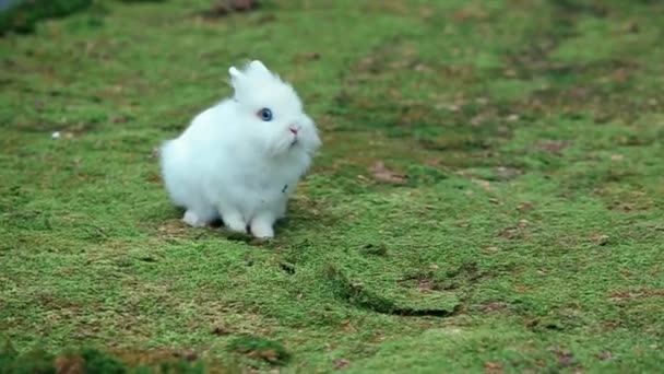 Pequeño conejo blanco sobre musgo verde — Vídeos de Stock