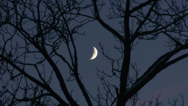 Árboles Luna joven — Vídeos de Stock