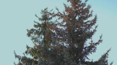 Adam bir köknar ağacı testere ile kesme