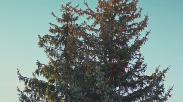 L'homme scie un sapin avec une tronçonneuse — Video