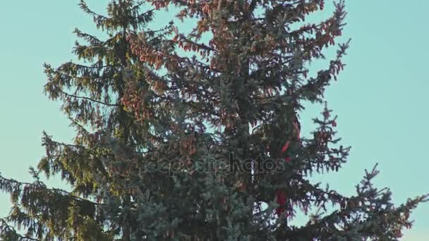 Mannen sågning en Fir Tree med motorsåg — Stockvideo