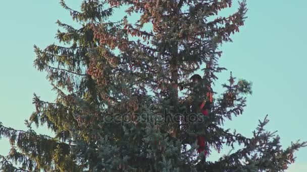 Man is het zagen van een Fir boom met een kettingzaag — Stockvideo