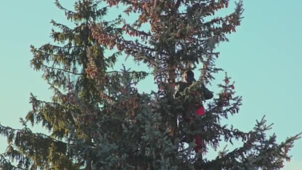 L'homme scie un sapin avec une tronçonneuse — Video