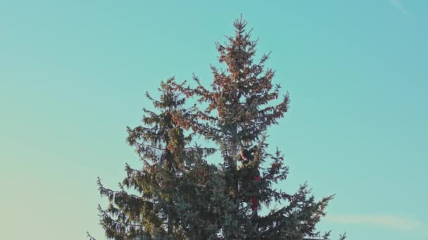 Mannen sågning en Fir Tree med motorsåg — Stockvideo