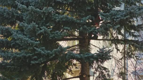 Man is het zagen van een Fir boom met een kettingzaag — Stockvideo